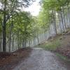Strada Forestale