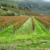 I vigneti