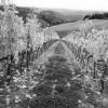 I vigneti